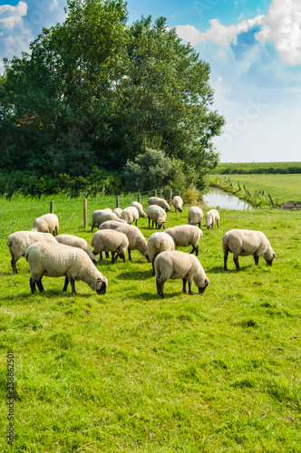 Schafe auf einer grünen Wiese