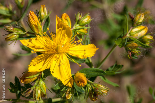 Konstfotografi Macrophotographie fleur sauvage - Millepertuis - Hypericum perforatum