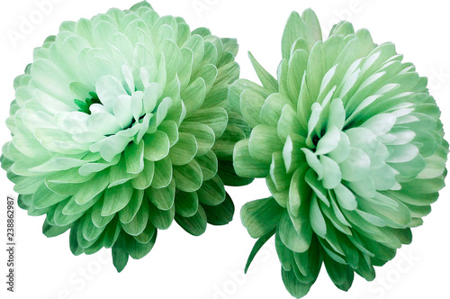 flowers isolated white-green chrysanthemum. white background  Closeup. no shadows. For design. Nature.