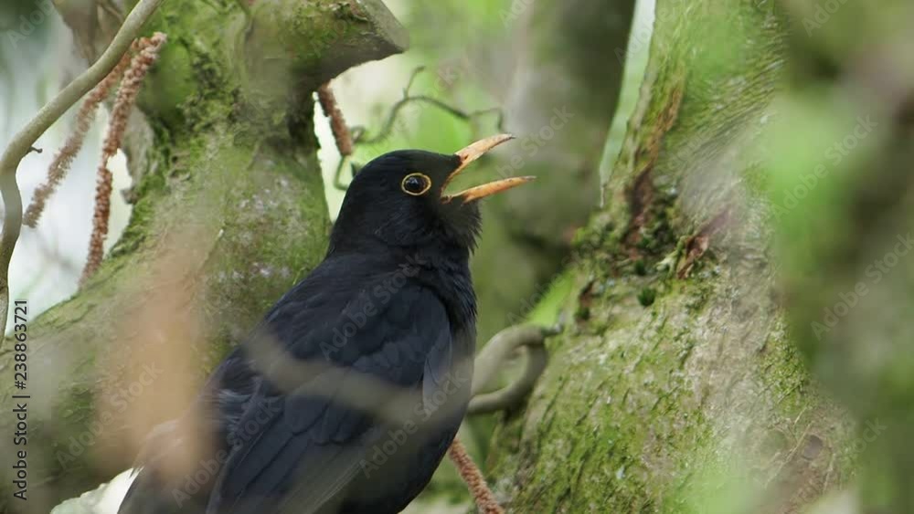 Amsel beim Singen