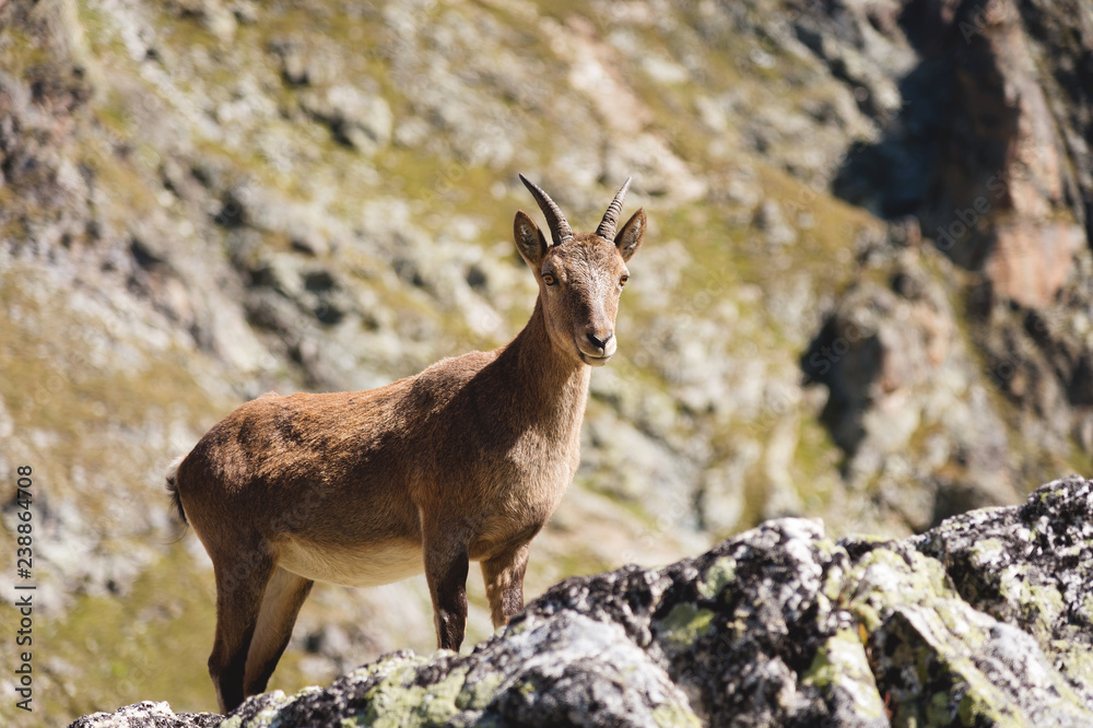 Young female alpine Capra ibex looking at the camera and standing on the high rocks stone in Dombay mountains against the rocks. North Caucasus. Russia Young female alpine Capra ibex looking at the camera and standing on the high rocks stone in Dombay mountains against the rocks. North Caucasus. Russia