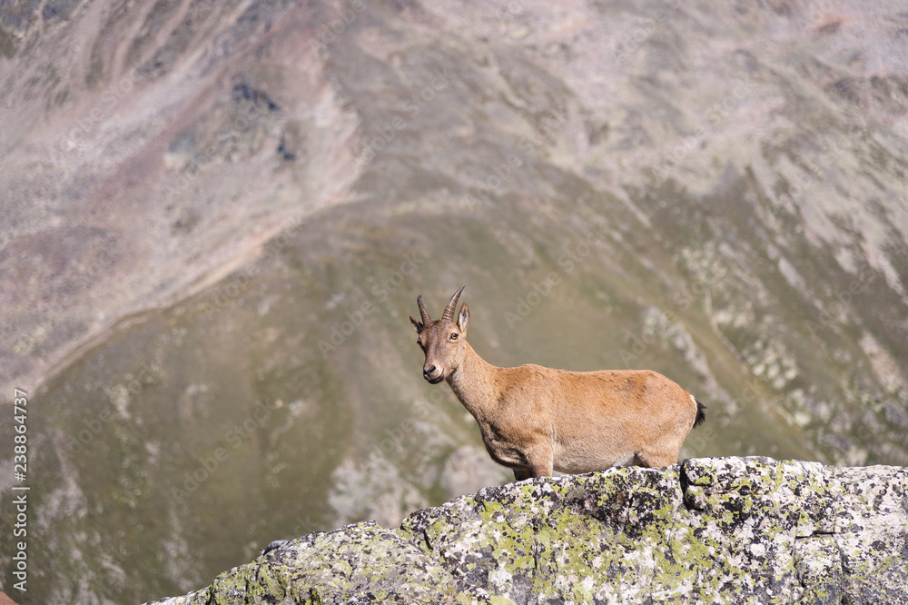 Young female alpine Capra ibex looking at the camera and standing on the high rocks stone in Dombay mountains against the rocks. North Caucasus. Russia Young female alpine Capra ibex looking at the camera and standing on the high rocks stone in Dombay mountains against the rocks. North Caucasus. Russia