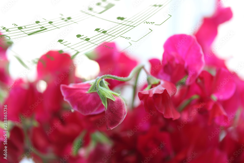 赤いスイートピーのブーケ Stock 写真 Adobe Stock