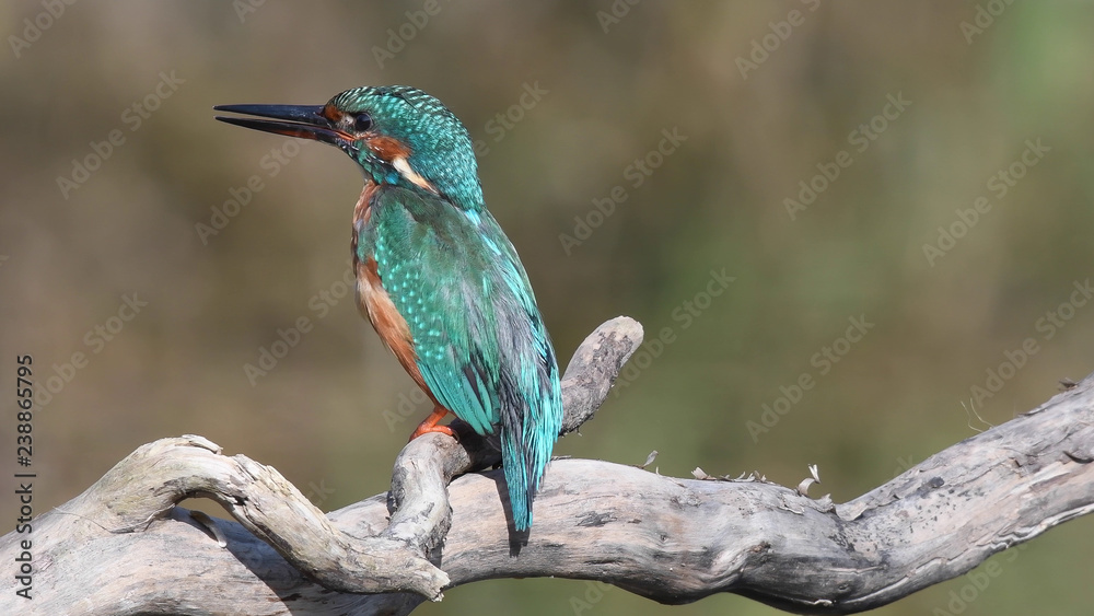 Fototapeta premium Eisvogel