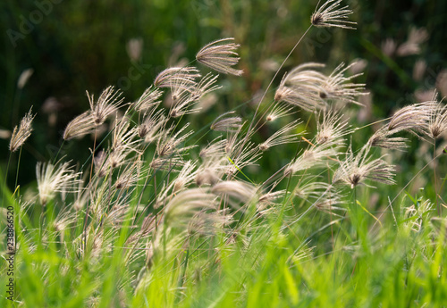 Swallen Fingergrass (Chloris barbata SW.) in garden, Bangkok. photo