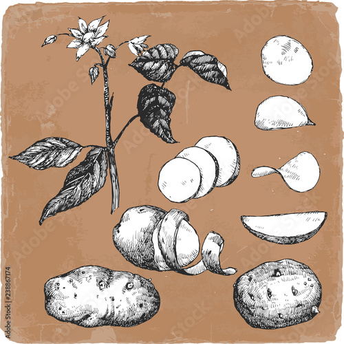 Hand-drawn illustration of Potato,  vector