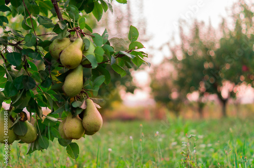 Fotografía Pear fruit garden with grown sweet green pears