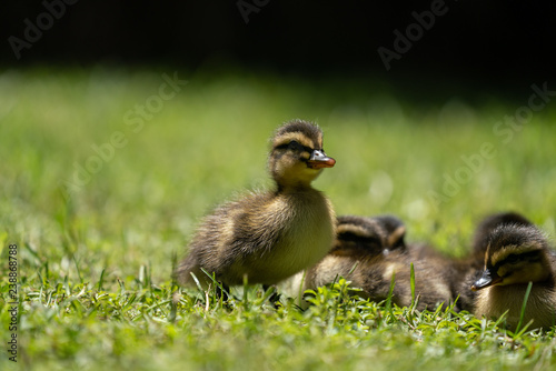 Ducklings in a grassy park