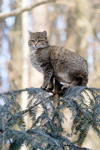 Fototapeta Naklejka Na Ścianę i Meble -  Wildkatze auf  Baumspitze