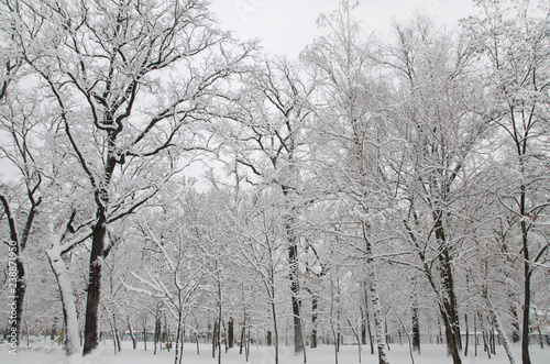 Wallpaper Mural The trees in the park are covered with white snow Torontodigital.ca
