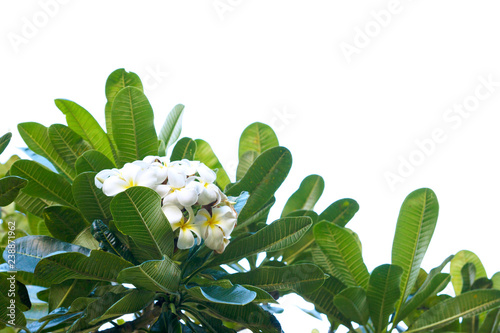 Fotografie Plumeria