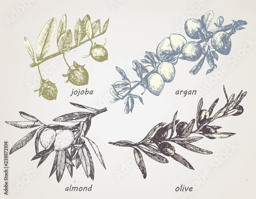 Hand-drawn set of plants: olive, argan, almond and jojoba. Oils. Vector