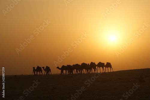 camel caravan in the Sahara desert   karawana