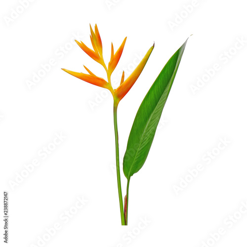 Ornamental flowers : Heliconia ( Heliconia x nickeriensis) A great heliconia for cut flowers, a hybrid between Heliconia marginalia and H. psittacorum. Isolated on white background.