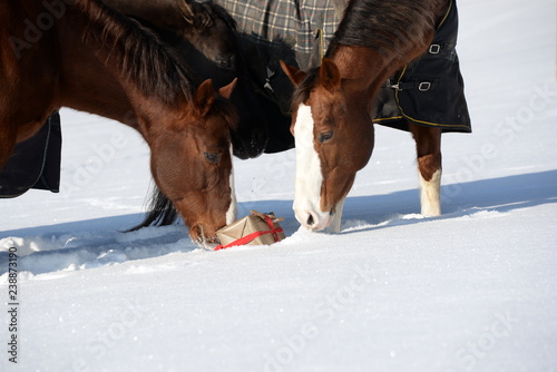 Fototapeta Naklejka Na Ścianę i Meble -  Das verlorene Weihnachtsgeschenk. Pferde untersuchen neugierig ein Weihnachtspäckchen im Schnee.