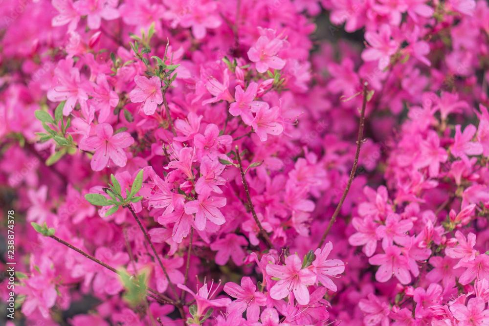 Azalea - Fleur de printemps japonaise à Nantes