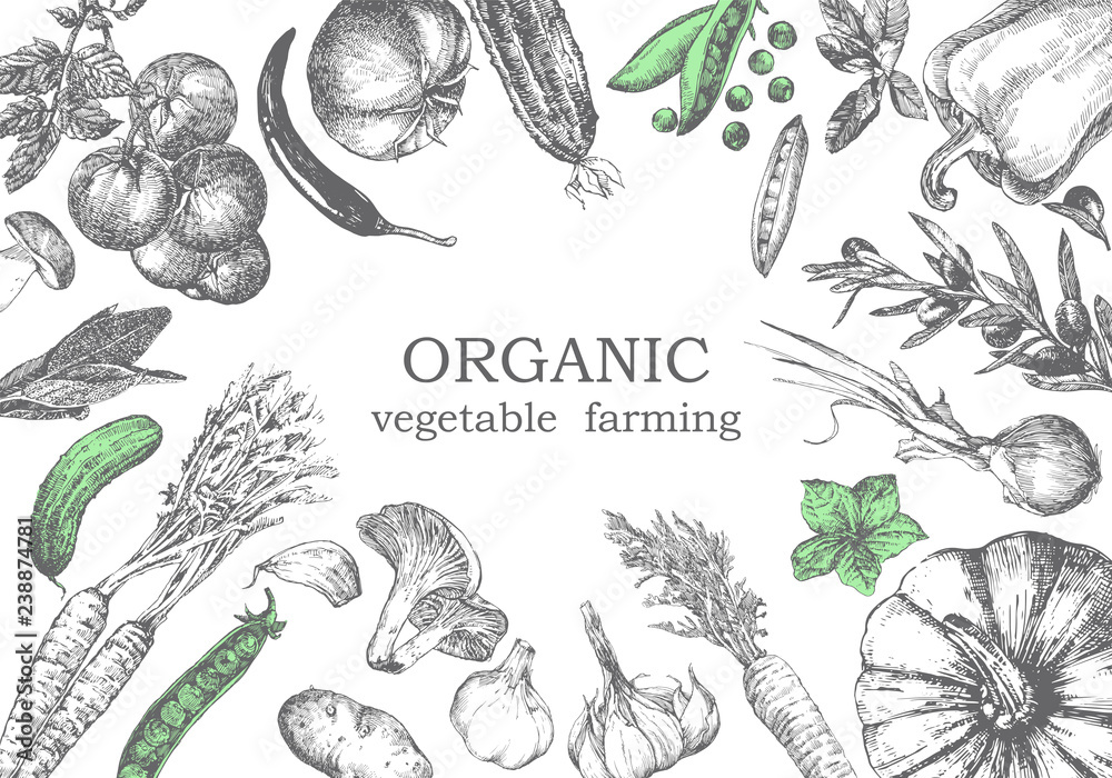 Hand-drawn illustration of vegetables, vector - obrazy, fototapety, plakaty 