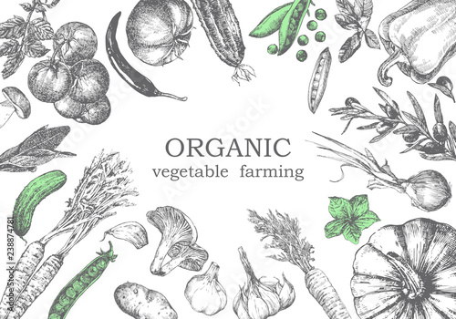 Hand-drawn illustration of vegetables, vector photo