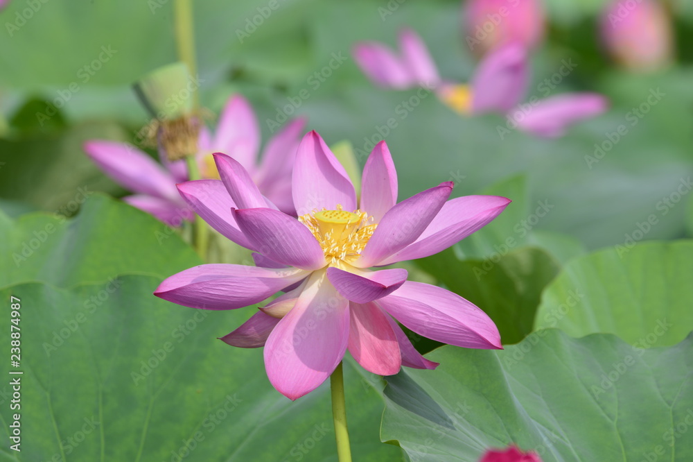 Blooming lotus flowers in the park Blooming lotus flowers in the park