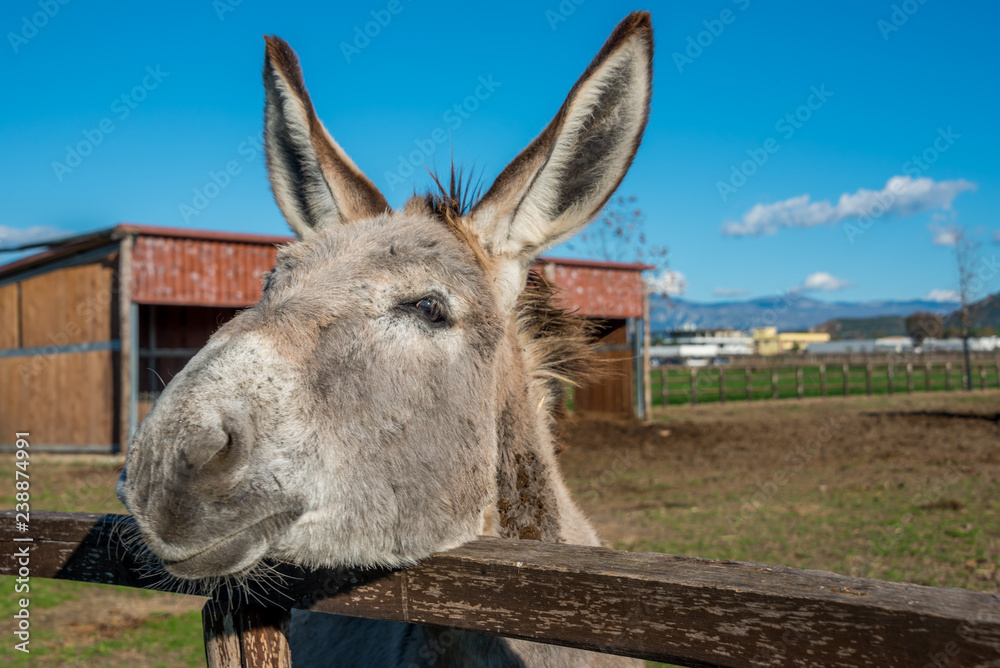 Italian Donkey at a Farm in Southern Italy Italian Donkey at a Farm in Southern Italy