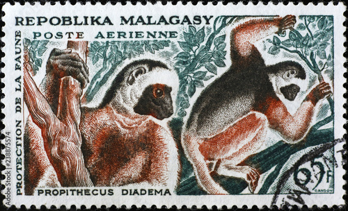 Diademed sifikas, lemurs on vintage stamp of Madagascar