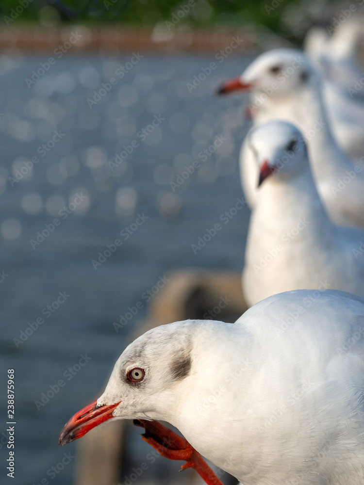 Seagulls live by the sea, Seagulls on the Bangpoo beach. Seagulls live by the sea, Seagulls on the Bangpoo beach.