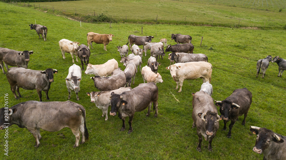 Aerial view Bazadaise cows and calves daisy in the meadow, Gironde, France Aerial view Bazadaise cows and calves daisy in the meadow, Gironde, France