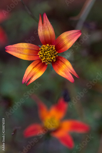 Red and orange flower close up