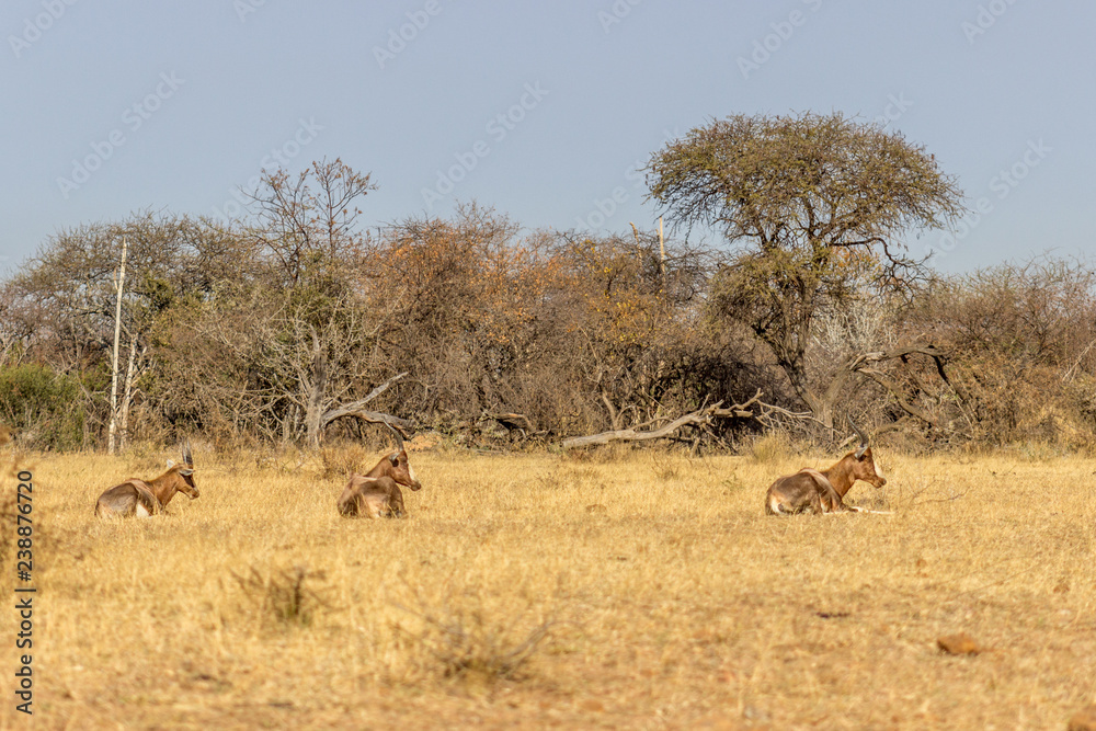 Fototapeta premium Endangered Blesbok Antelope lying on Grass