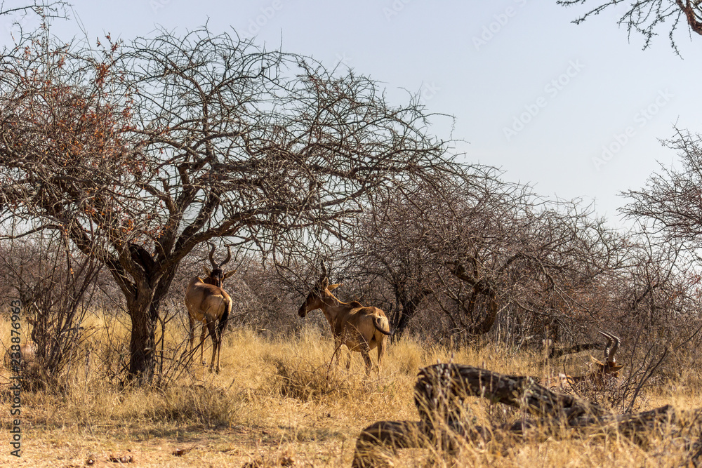 Red Hartebeest standing behind bushveld tree