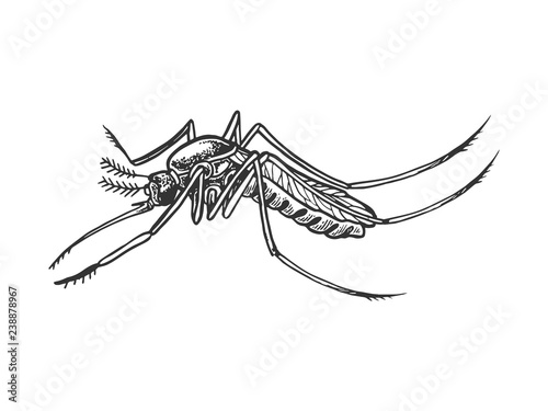 Mosquito insect engraving vector illustration. Scratch board style imitation. Black and white hand drawn image.