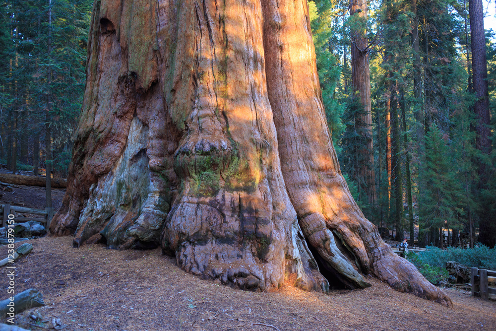 Biggest tree in the world General Sherman in sequoia national park in