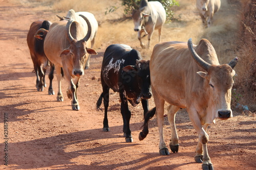 cows walking