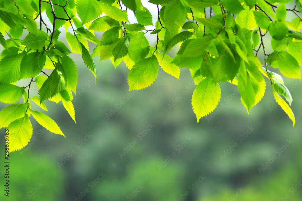 Spring background with sunny leaves of tree branch making frame. Blurred summer background Spring background with sunny leaves of tree branch making frame. Blurred summer background