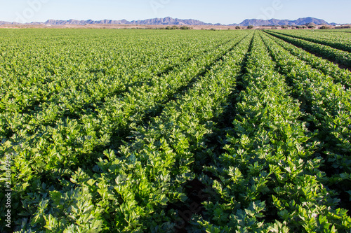 celery cultivation with mountain in the background, celery cultivation, green leaves