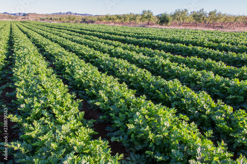 celery field, celery cultivation, green leaves