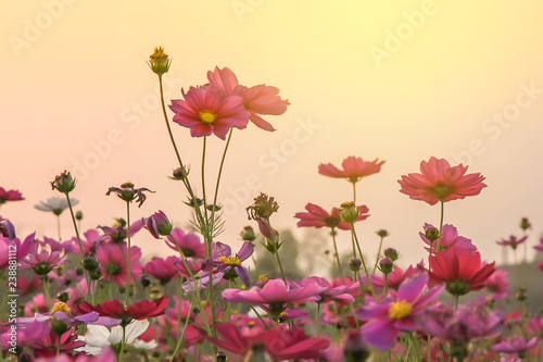 Field of beautiful pink flower and green leaf on sunset background in Thailand © Phatthaya