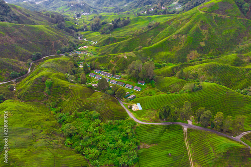 Drone view of Tea plantation in Cameron highlands  Malaysia