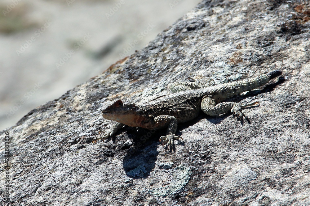 lizard sits on a stone and looks