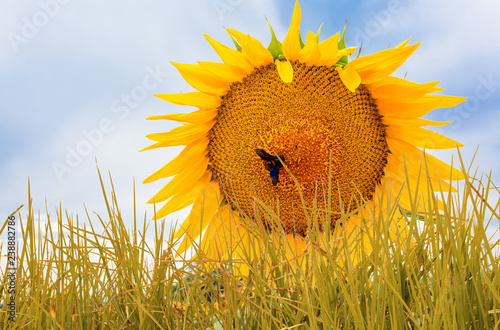 Fototapeta Naklejka Na Ścianę i Meble -  Brins d’herbe et fleur de tournesol 
