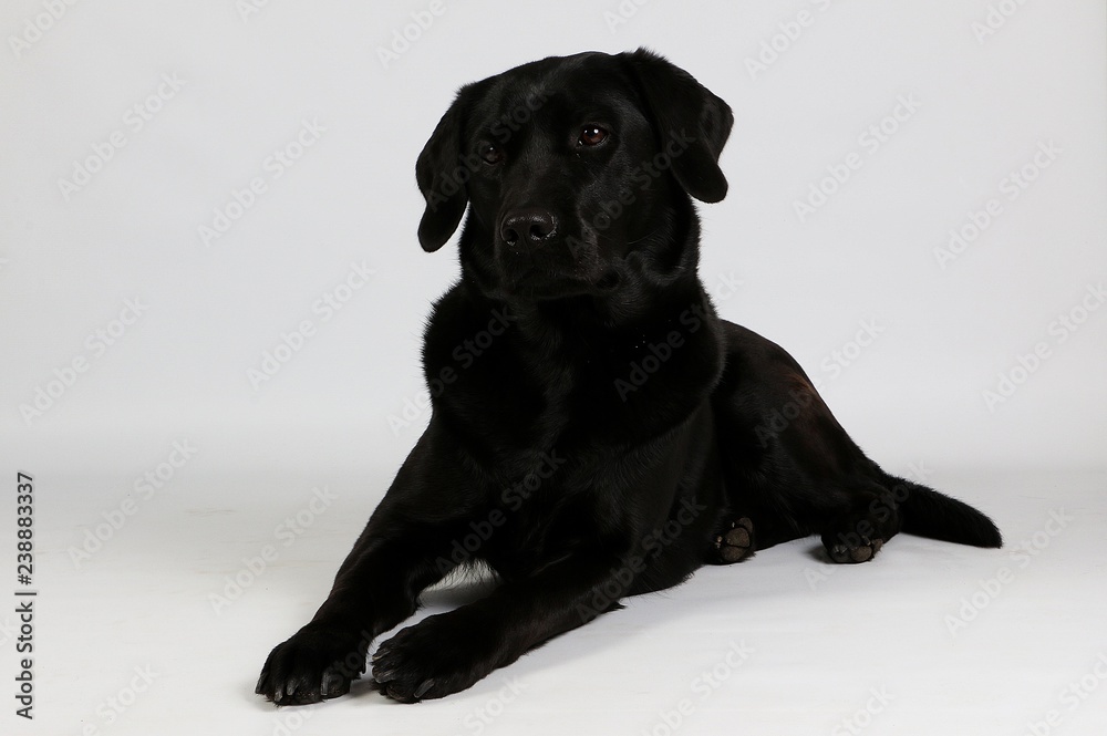 beautiful black labrador is lying in the white studio beautiful black labrador is lying in the white studio