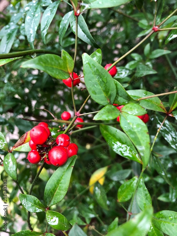Bright red berries on a green Bush Bright red berries on a green Bush