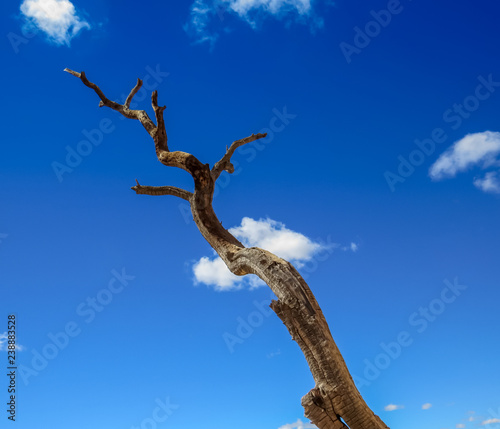 Dead tree from dramatic angle blue sky white cloud