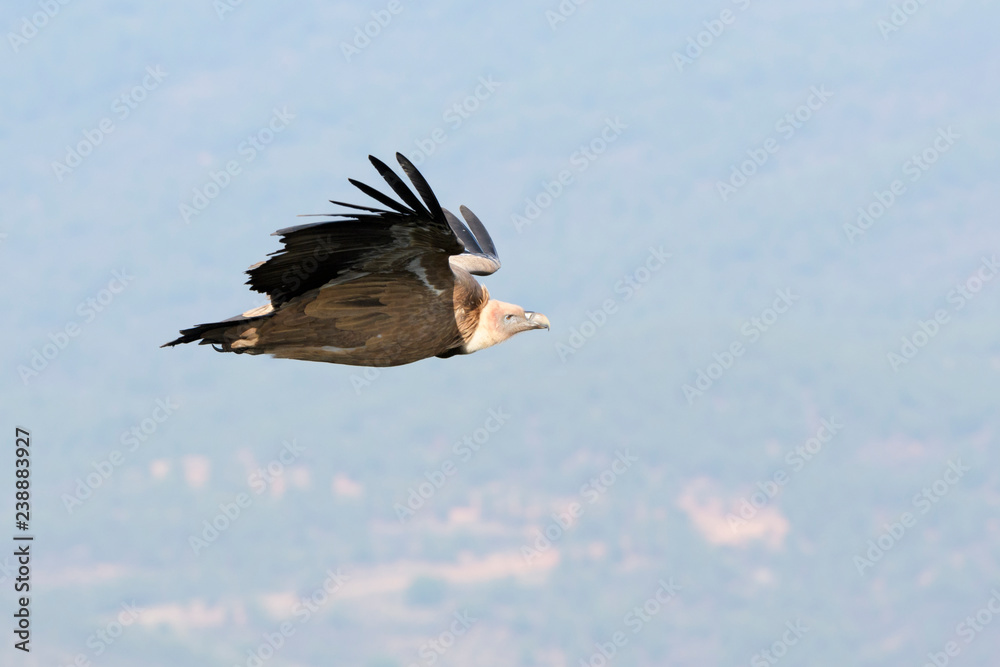 Griffon Vulture (Gyps fulvus) flying, Monfrague National Park, Extremadura, Spain. Griffon Vulture (Gyps fulvus) flying, Monfrague National Park, Extremadura, Spain.