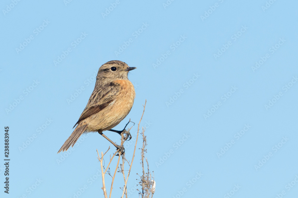 Common Stonechat (Saxicola torquata) adult female, perched on stem, Extremadura, Spain, Common Stonechat (Saxicola torquata) adult female, perched on stem, Extremadura, Spain,