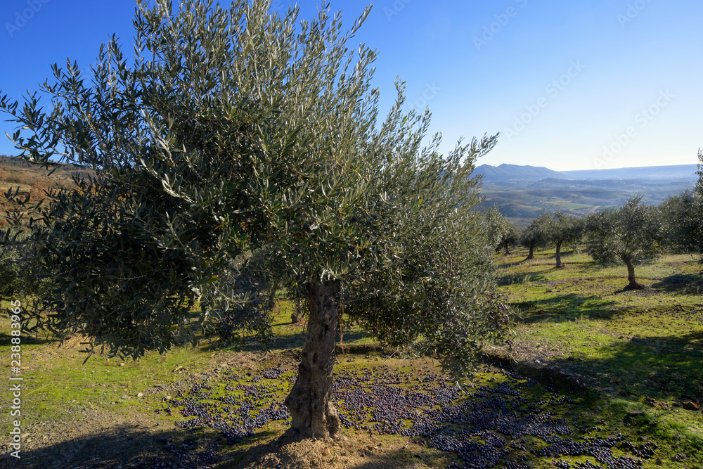 Olive trees in grove with some olives grown and on the ground during harvest season, Extremadura, Spain