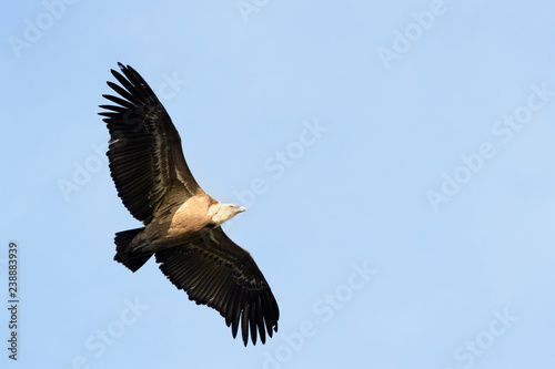 Griffon Vulture  Gyps fulvus  flying  Monfrague National Park  Extremadura   Spain.