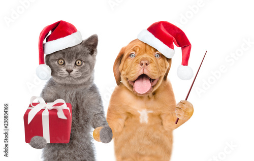 Funny puppy and kitten in red christmas hats with gift box and pointing stick. isolated on white background © Ermolaev Alexandr