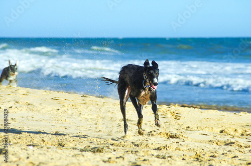greyhound running on the beach