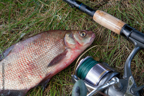 Big freshwater common bream and fishing rod with reel on natural background.